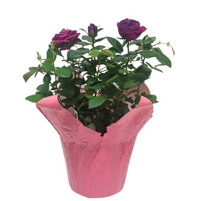 Multi Color  Printing Flower Wrapping Pot Covers for Christmas with Kraft Paper / Plastic